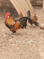 Hollandse krielen, Dieren en Toebehoren, Pluimvee, Kip