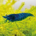 Caridina Blue Sakura garnelen, Dieren en Toebehoren, Vissen | Aquariumvissen, Kreeft, Krab of Garnaal, Zoetwatervis