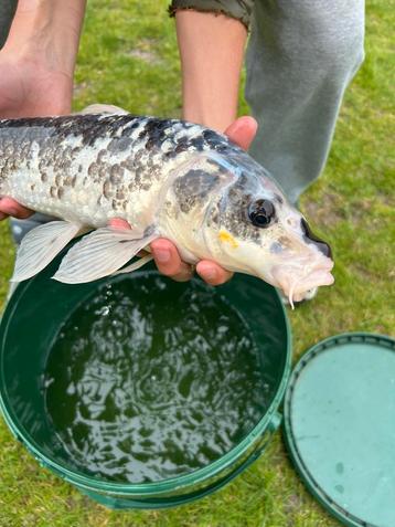 Karper koi, Dieren en Toebehoren, Karper of Koi