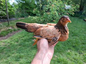 Krielkippen 2025, Dieren en Toebehoren, Pluimvee