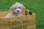 Maltipoo pups, Dieren en Toebehoren, Honden | Niet-rashonden, 8 tot 15 weken, Buitenland, CDV (hondenziekte), Meerdere