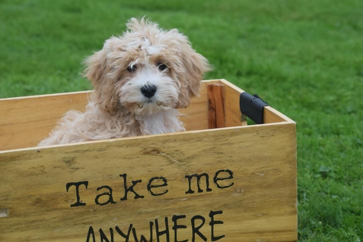 Maltipoo pups, Dieren en Toebehoren, Honden | Niet-rashonden, Klein, Meerdere dieren, Fokker | Professioneel, Meerdere, Buitenland