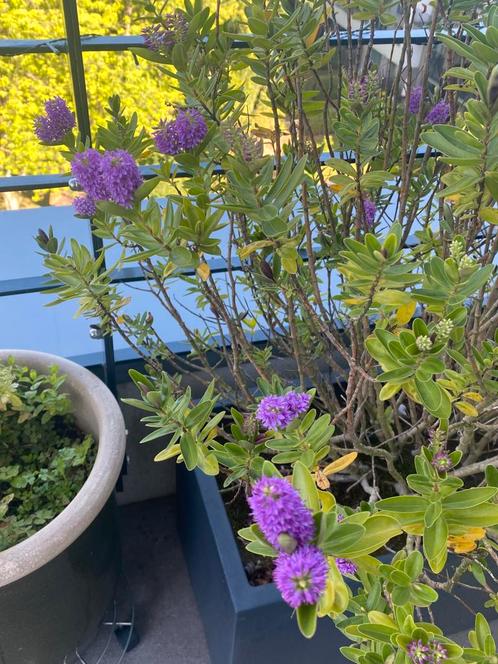 Grande arbuste de Hebe – avec ou sans pot Elho sur roulettes, Tuin en Terras, Planten | Tuinplanten, Ophalen