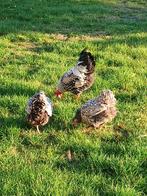 Wyandotte krielen, Dieren en Toebehoren, Pluimvee, Meerdere dieren, Kip