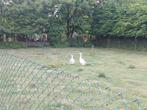 knobel ganzen, Dieren en Toebehoren