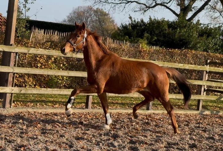 3jr. KWPN Dressuurmerrie v.Livius x Bon Bravour, Dieren en Toebehoren, Paarden, Merrie, Onbeleerd, 160 tot 165 cm, 3 tot 6 jaar