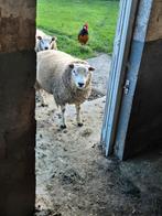 1 texel schapen bok te koop 50kg, Dieren en Toebehoren, Schapen, Geiten en Varkens