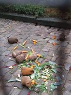 Cavia beren, Mei, Mannelijk, Cavia