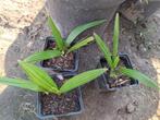 Zeldzame hybride Trachycarpus princeps x wagnerianus palmbom, Halfschaduw, Lente, Minder dan 100 cm, Palmboom