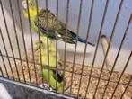 Blackwing grasparkieten, Dieren en Toebehoren, Parkiet, Geringd