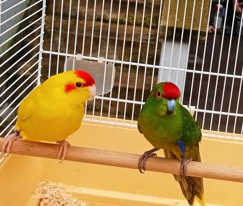 Kakariki koppel + grote kooi, Dieren en Toebehoren, Vogels | Parkieten en Papegaaien, Parkiet, Meerdere dieren