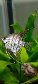 Maanvis te koop, Vis, Zoetwatervis