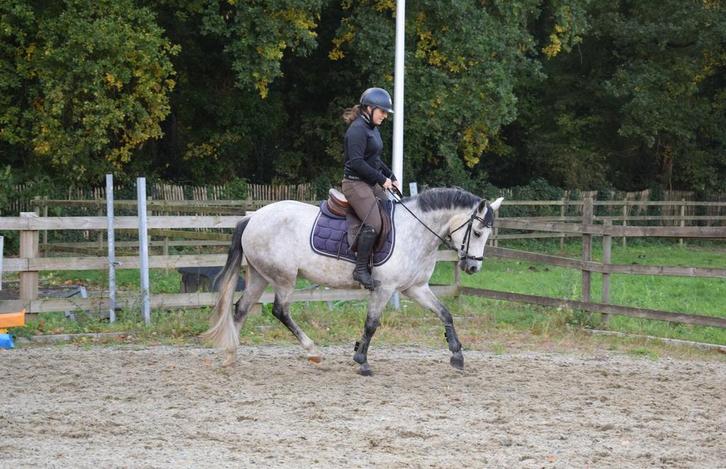 Leuke D-springpony, Dieren en Toebehoren, Pony's, Merrie, B, D pony (1.37m tot 1.48m), Springpony, 3 tot 6 jaar, Met stamboom