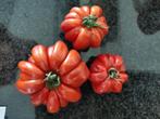 5 zaden tomaat Fleur de reagir - biologisch, Tuin en Terras, Verzenden, Voorjaar, Volle zon, Zaad