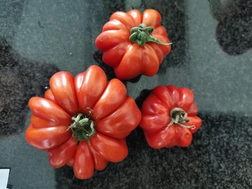 5 graines de tomates Fleur de reagir - bio, Jardin & Terrasse, Bulbes & Semences, Graine, Printemps, Plein soleil, Envoi