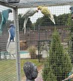 Halsbandparkieten diverse mutaties, Dieren en Toebehoren, Meerdere dieren, Parkiet, Geringd