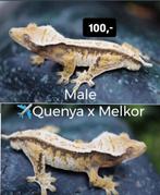 1.0 Tricolor wimpergekko man, Dieren en Toebehoren, Hagedis, Tam, 0 tot 2 jaar