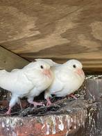 duiven, Dieren en Toebehoren, Vogels | Duiven