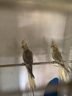 2 jonge valkparkieten, Dieren en Toebehoren, Vogels | Parkieten en Papegaaien, Geslacht onbekend, Parkiet