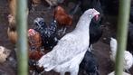 Leghorn, Dieren en Toebehoren