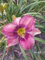 Hemerocallis nr 48, Ophalen of Verzenden