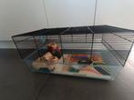 Hamsterkooi, Dieren en Toebehoren, Ophalen, Ren