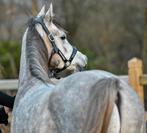 Beau cheval appris pendant 4 ans avec stud-book, Débourré, Vermifugé, Moins de 160 cm, 3 à 6 ans