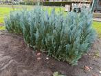 coniferen - cipressen aan 4 euro/stuk, Tuin en Terras, Planten | Struiken en Hagen, Ophalen, Conifeer, Haag, 100 tot 250 cm