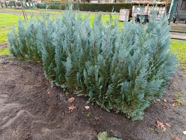 coniferen - cipressen aan 4 euro/stuk, Jardin & Terrasse, Plantes | Arbustes & Haies, Haie, Conifère, 100 à 250 cm, Enlèvement