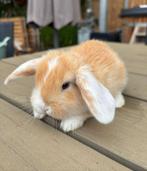 Franse hangoren, Dieren en Toebehoren, Konijnen