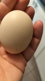 Broedeieren poule de Bresse x marans, Kip