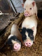 Mini varkens 3 broertjes geboren 4 juli samen weg, Mannelijk, Varken, 0 tot 2 jaar