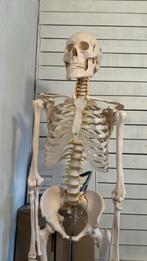 Skelet anatomie, Enlèvement