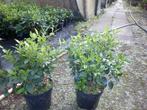 viburnum tinus, sneeuwbes, Ophalen, Overige soorten, Haag, 100 tot 250 cm