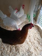 witte leghorn geleewiekt 22 weken direct eitjes, Dieren en Toebehoren, Vrouwelijk, Kip
