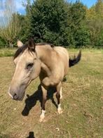 Halve stal, Dieren en Toebehoren, Ruin, M, 11 jaar of ouder, Recreatiepony