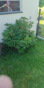 rhododendron, Ophalen, Rhododendron, Struik