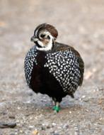 5 montezuma broed eieren te koop., Dieren en Toebehoren, Pluimvee, Geslacht onbekend, Overige soorten