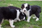 Australische herder puppies geboren op boerderij, Dieren en Toebehoren, België, Particulier, CDV (hondenziekte), 8 tot 15 weken