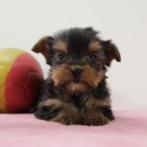 Yorkshire Terrier - Belgische pups te koop, Dieren en Toebehoren, Honden | Jack Russells en Terriërs, Yorkshire Terriër, België