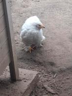 Jong cochin koppeltje, Dieren en Toebehoren, Pluimvee, Meerdere dieren, Kip