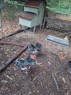 2 gratis jonge haantjes Wyandotte Rood Porselein, Dieren en Toebehoren