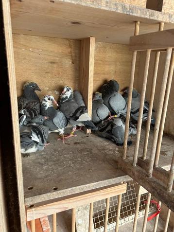 Pigeonneaux 2025 et femelles beschikbaar voor biedingen
