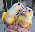 Belles conures suncheek eam, sevrées, sexées adn