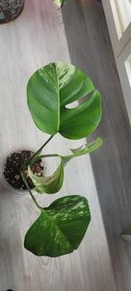Monstera albo variegata, Huis en Inrichting, Kamerplanten, Ophalen