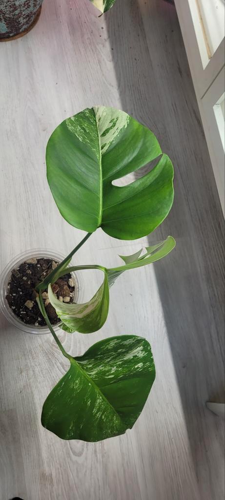 Monstera albo variegata, Huis en Inrichting, Kamerplanten, Ophalen