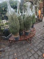 kerstbomen en kerst deco, Ophalen, Nieuw