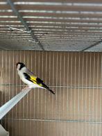 Chardonnret agate gorge blanche 2024, Animaux & Accessoires, Oiseaux | Accessoires, Enlèvement