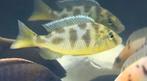 2 Nimbochromis venustus cichlides a donner, Animaux & Accessoires