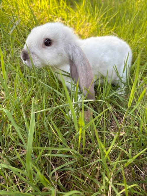 Konijntjes te koop, Dieren en Toebehoren, Konijnen, Middelgroot, Meerdere dieren, 0 tot 2 jaar, Hangoor